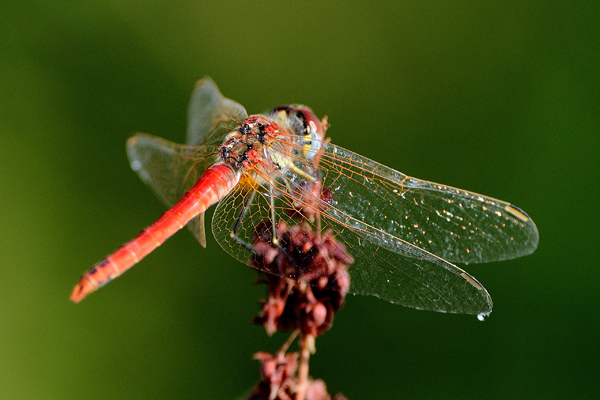 Sympetrum fonscolombii acc e maschio ??